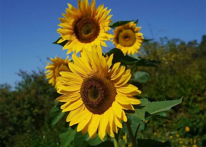 Çiftlik konaklama Bauernhof 