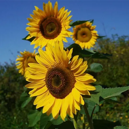 Bauernhof Bauernhof Unteres Feld *