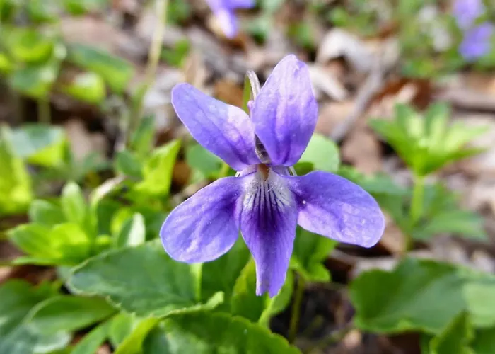Çiftlik konaklama Bauernhof 